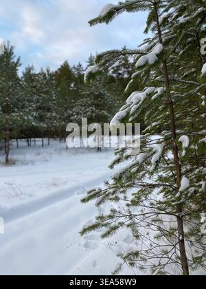 Snow-covered pine tree branches in winter forest with a soft blurred snowy path in the background, peaceful cold nature scene. Stock Photo
