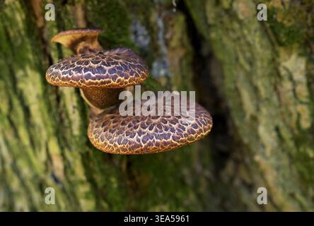 Dryads Saddle (Polyporus squamosus) Mushrooms Growing on Tree Trunk in Spring Forest Stock Photo