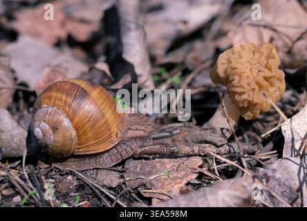 Roman Snail (Helix pomatia) and Morel Mushroom (Morchella esculenta) on Forest Floor in Spring Stock Photo