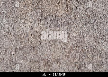 Straw pattern of roof or wall. Thatched roof texture background. Stock Photo