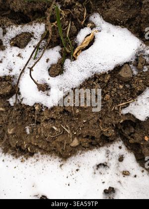 Melting Snow on Soil with Grass and Leaf Stock Photo