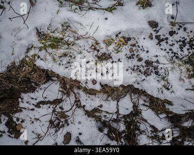 Patchy snow on soil with grass and rocks Stock Photo