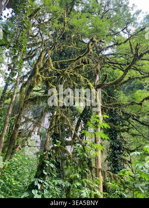 Lush green forest with moss covered tree branches and dense foliage in a subtropical woodland, creating a mystical and atmospheric natural landscape Stock Photo