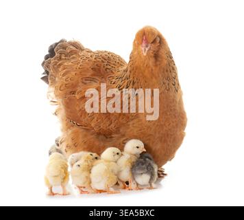 brahma chicken and chicks in a studio Stock Photo