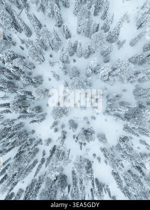 Aerial view of snow-covered pine trees in a dense winter forest in Lapland, Finland. Stock Photo