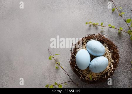 Easter blue eggs in nest and spring birch twigs on gray background. View from above. Copy space. Stock Photo