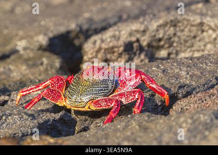 Eastern Atlantic Sally lightfoot crab, Mottled shore crab (Grapsus adscensionis), on rocks at the coast, Canary Islands, Gran Canaria, Banaderos Stock Photo