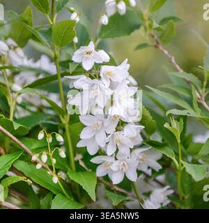 Japanese Snowflower (Deutzia gracilis), blooming branch, Germany Stock Photo