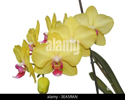 Yellow orchid flowers isolated on white Stock Photo