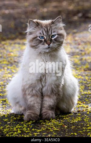 A stray fluffy Neva Masquerade cat, a breed of Siberian cat, with a seal tabby point and blue eyes, is sitting on a forest path Stock Photo