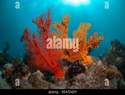 Close-up of two brightly colored, large sea fans, growing on the cold water reef on the rocks with sunlight shining in from behind Stock Photo