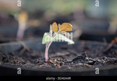 A small plant with green and brown leaves growing in dark soil Stock Photo