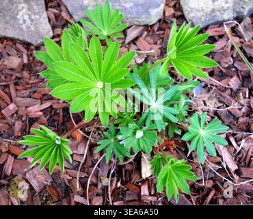 A small plant with green leaves grows through brown mulch in a garden Stock Photo