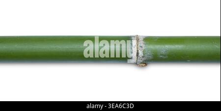 Bamboo segment isolated on a white background Stock Photo