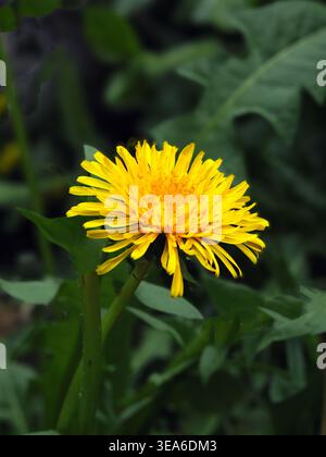 Common dandelion flowering in an English garden. This yellow flower is in the genus Taraxacum and the family Asteraceae, and regarded as a weed. Stock Photo