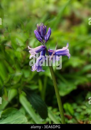Close-up of Spanish bluebell growing in garden in springtime - Sharnbrook, Bedfordshire, England, UK Stock Photo