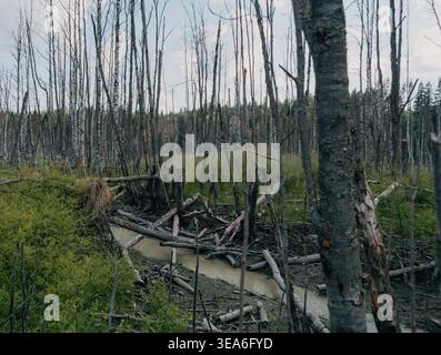 Fallen birch logs and branches cover muddy ground in a dense forest with green undergrowth Stock Photo