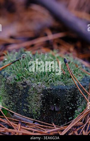 Close up green Cladonia lichen and moss growing on tree stump in pine forest, macro view Stock Photo