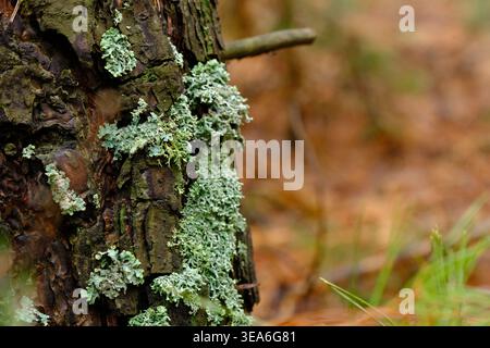 Macro shot light green lichen and moss growing on rough textured bark an old pine tree Stock Photo