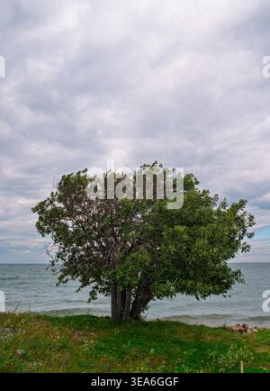 Lakeshore tree with green leaves and a multi-trunk base standing on grassy bank under cloudy sky Stock Photo