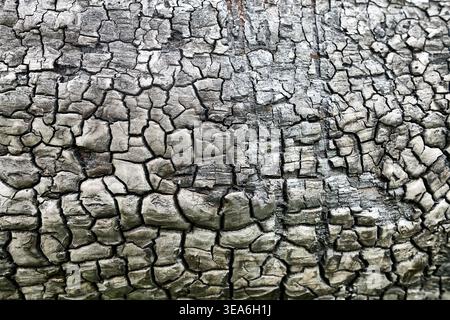 A macro view of black charred tree bark with deep cracks after a forest fire.  wood bark texture background Stock Photo