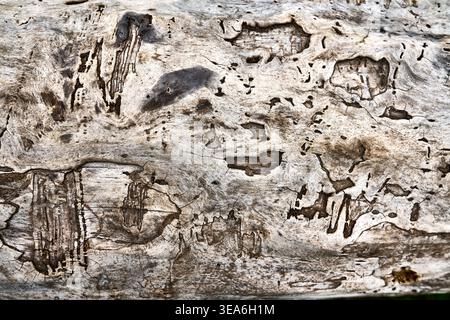 Macro shot of ancient decaying tree bark showing unique patterns from insect damage and natural weathering Stock Photo