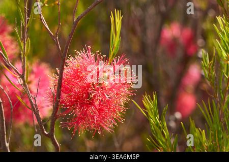 The flower of Scarlet Honeymyrtle (Melaleuca fulgens) backlit by the sun, a woody shrub growing at Christmas Rock, Wongan Hills, Western Australia. Stock Photo