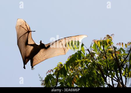 a-straw-colored-fruit-bat-also