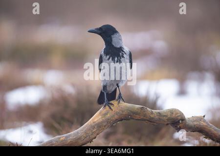 Hooded crow, Corvus corone cornix, adult bird, Småland, Sweden Stock Photo