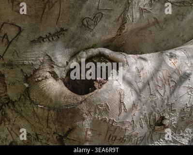 A close up view of an American Beech with carvings on the bark Stock Photo