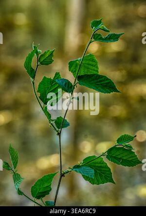 The young leaves of a River Birch tree Stock Photo