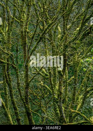 Backlit woodland scene of tree trunks and tangled branches heavily coated in green moss, creating an intricate natural pattern in soft spring light. Stock Photo