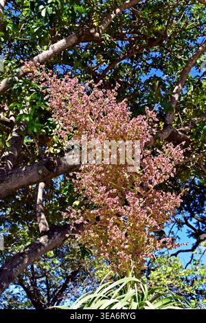 Ponytail palm flowers (Nolina recurvata or Beaucarnea recurvata) in Belo Horizonte, Minas Gerais, Brazil Stock Photo