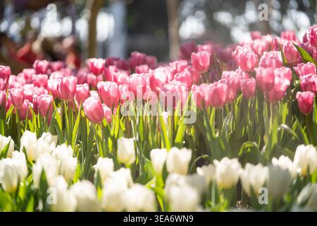 Beautiful pink and white tulips blooming under golden sunlight. Vibrant garden tulips with dramatic backlighting, sun flare, and soft bokeh. Stock Photo