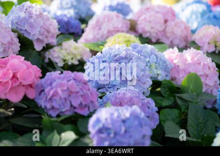 Field of colorful Hydrangea flowers blooming in the garden. Vibrant blue, purple, and pink Hydrangea macrophylla with lush green leaves under soft day Stock Photo
