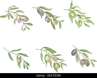 watercolor olive branches, berries set. Hand painted botanical greenery elements, mediterranean oil leaves for wedding invites eco design, vector EPS. Stock Vector