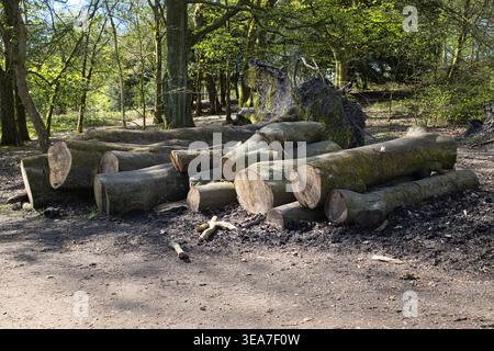 Felled Tree Trunks and Log Pile in Managed Woodland. Stock Photo