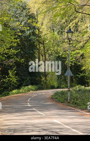 Empty Perimeter Road Winding Through Spring Woodland at Haigh Hall, Wigan, UK. Stock Photo