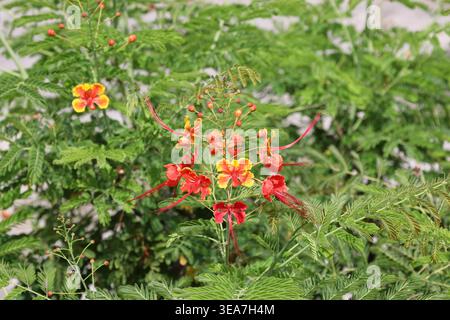 cluster of red, yellow flowers, branches with tiny light green leaves (macro, close-up) Stock Photo