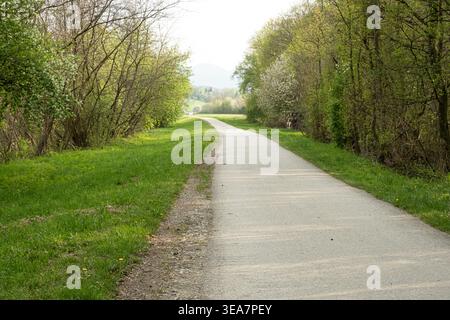 Empty asphalt bicycle path through a green spring forest. Stock Photo