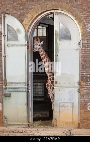Giraffe House, Zoo, Regent's Park, Borough of Camden, London, England, United Kingdom Stock Photo
