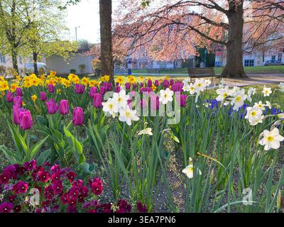 Beautiful spring flower bed with purple tulips and white daffodils in a city park Stock Photo