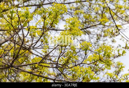 Norway Maple flowers blooming in early spring. Stock Photo