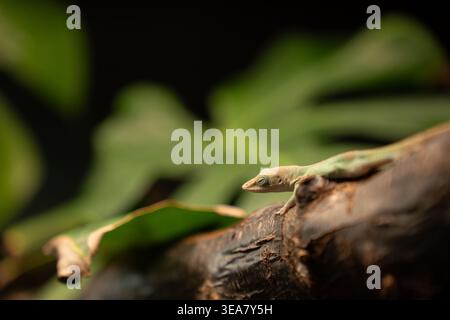 close-up of a small green gecko resting on a textured tree branch with blurred broad leaves in a low-key, warm, intimate rainforest-style setting, sha Stock Photo