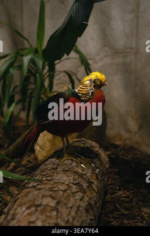 vibrant golden capped male pheasant with crimson body and iridescent green back perched on a textured log inside a dim botanical enclosure, surrounded Stock Photo