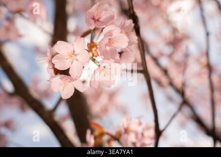 close-up of delicate pale-pink cherry blossoms clustered on a tree branch in soft spring sunlight, with shallow depth-of-field and pastel bokeh backgr Stock Photo