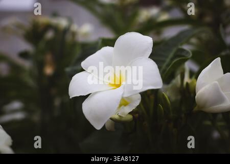 Elegant White Wildflower Growing in Soil. A lone white wildflower rising from the soil surrounded by green shoots. Stock Photo