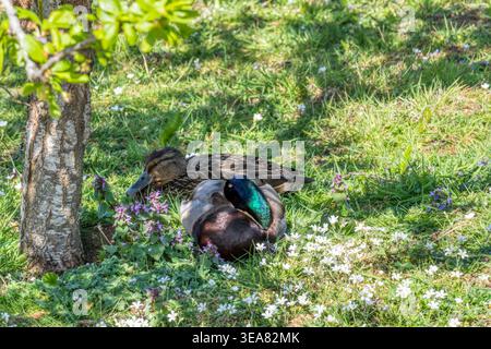 A pair of wild mallard ducks, Anas platyrhynchos, snooze among the wldflowers in a Norfolk wildlife garden. Stock Photo