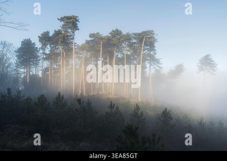 Forest in the fog, Hoher Lindkogel, Baden near Vienna, Vienna Woods, Lower Austria, Austria Stock Photo
