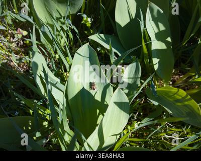 Hoverfly (Syrphidae) resting on a broad green tulip leaf in a sunlit spring garden, close-up view. Stock Photo